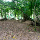 Calla Point