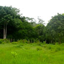 Calla Point
