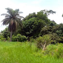 Calla Point